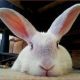 Dusty Bunneh
